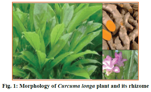 IJPS-Curcuma-longa