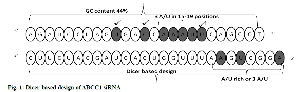 IJPS-Dicer-based