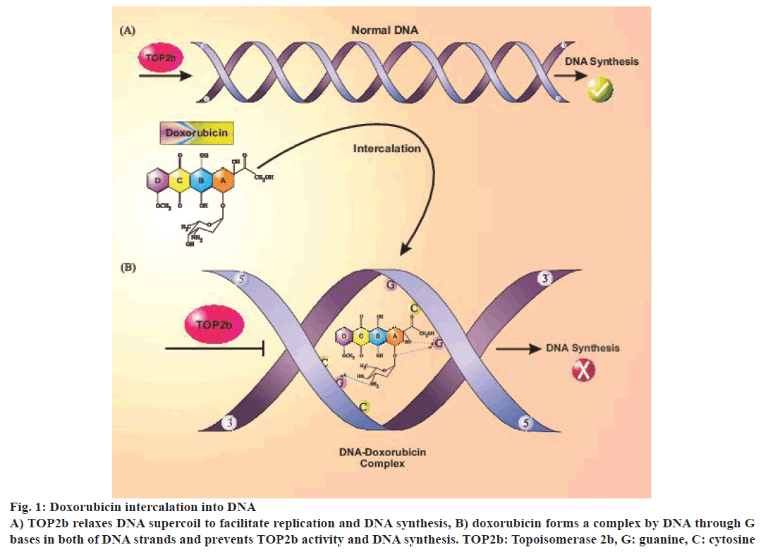 IJPS-Doxorubicin-intercalation