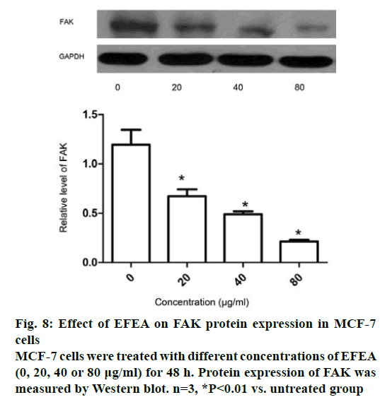 IJPS-FAK-protein-expression