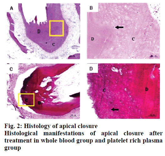 IJPS-Histology