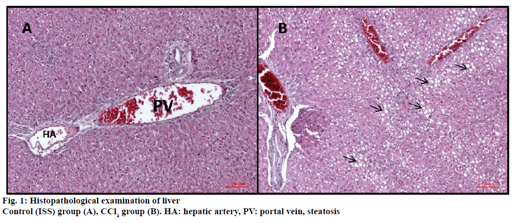 IJPS-Histopathological