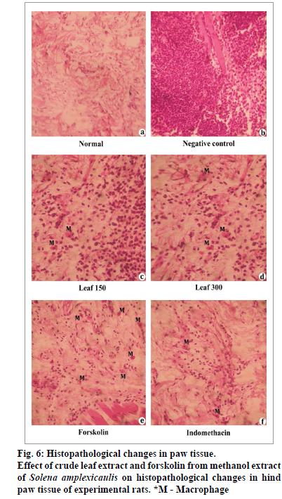 IJPS-Histopathological-paw-tissue