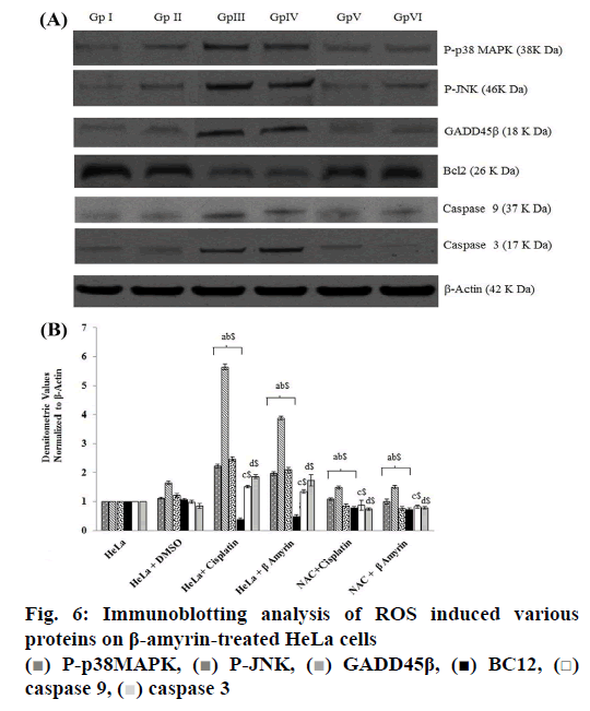 IJPS-Immunoblotting