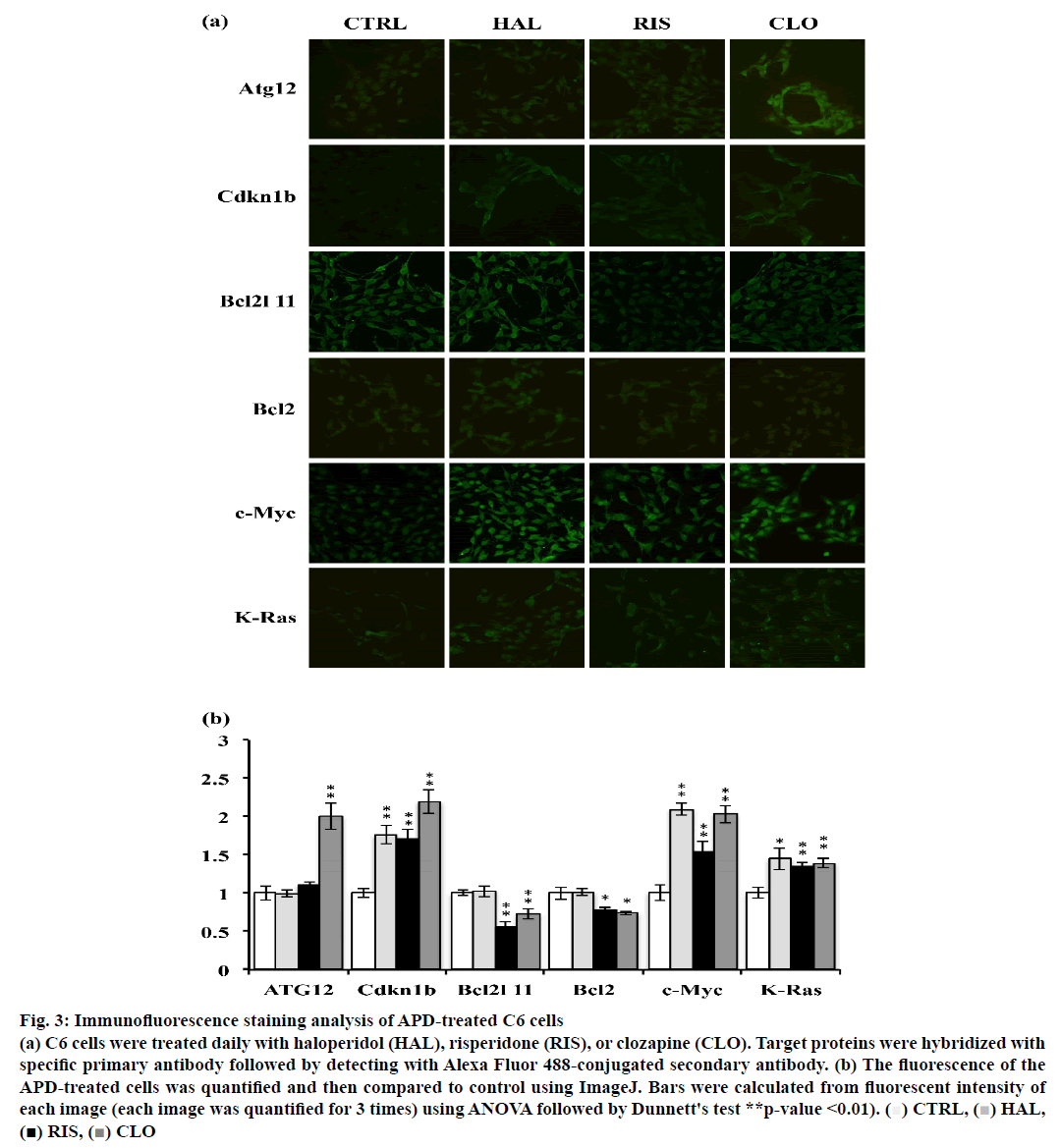 IJPS-Immunofluorescence