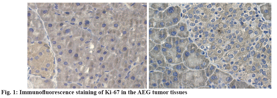 IJPS-Immunofluorescence