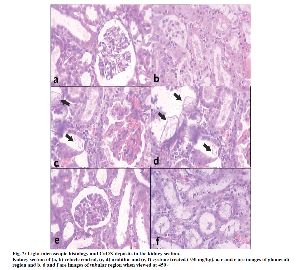 IJPS-Light-microscopic