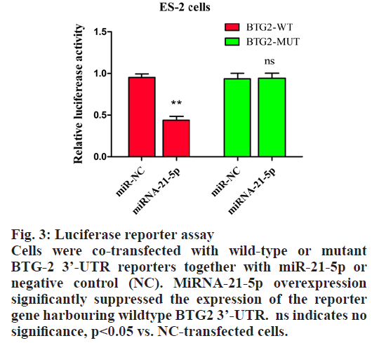 IJPS-Luciferase