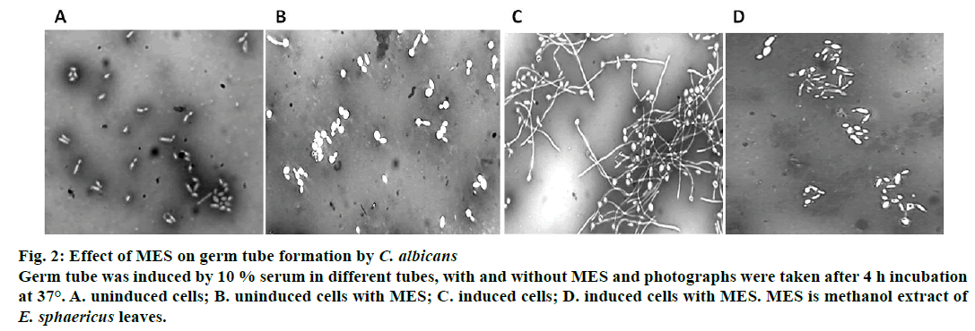 IJPS-MES-germ-tube