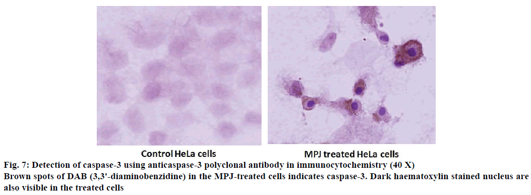 IJPS-MPJ-treated-cells