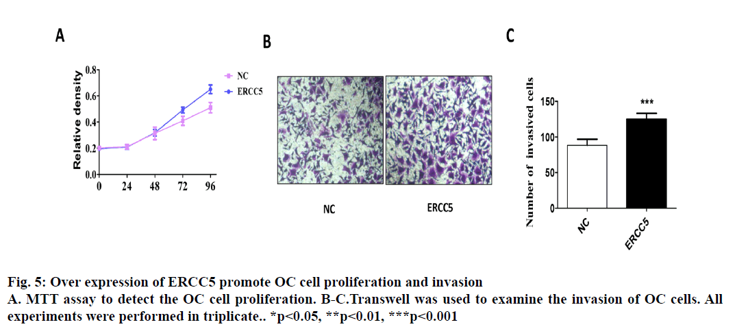 IJPS-MTT-assay