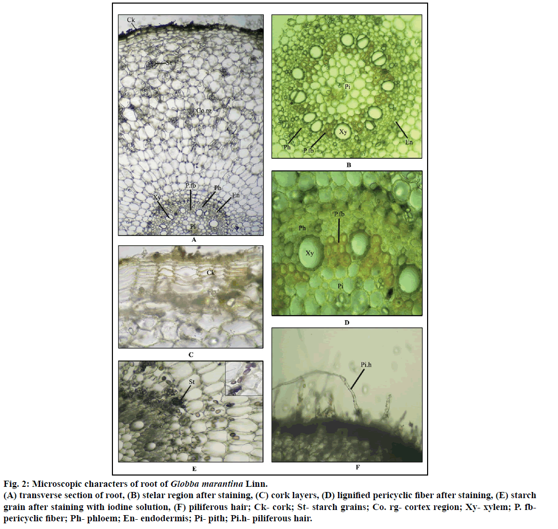 IJPS-Microscopic-characters