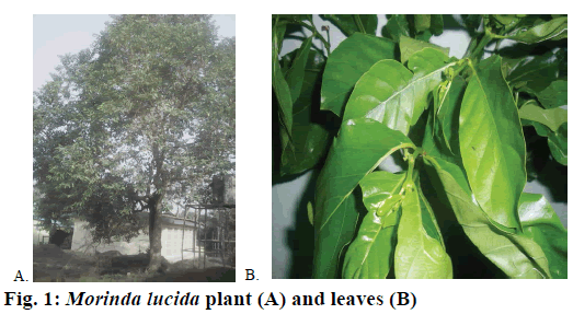 IJPS-Morinda-lucida