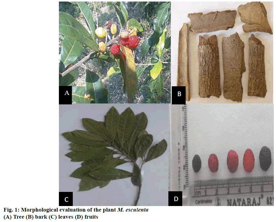 IJPS-Morphological-evaluation