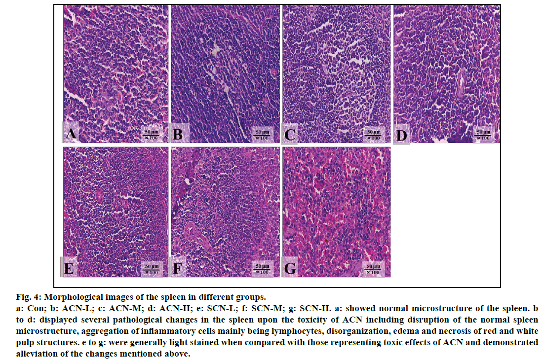 IJPS-Morphological-images