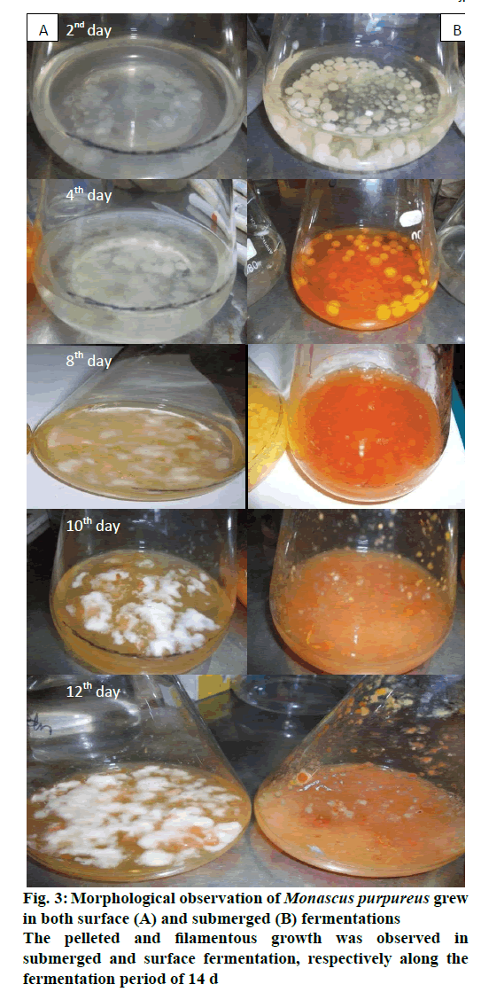 IJPS-Morphological-observation