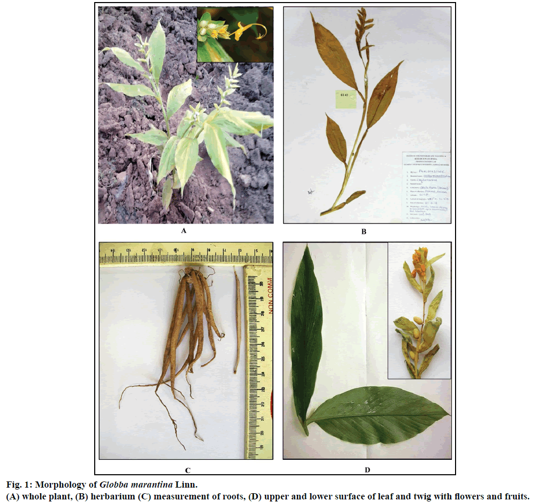 IJPS-Morphology-Globba-marantina