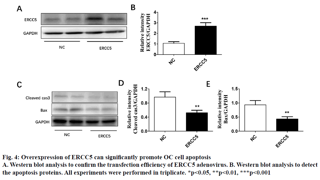 IJPS-Overexpression