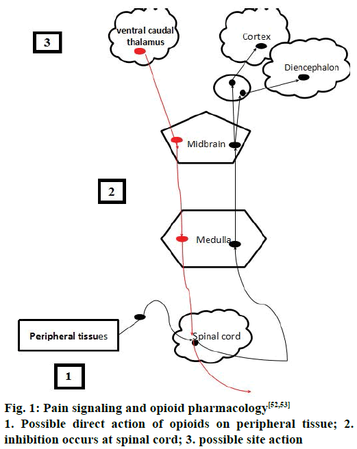 IJPS-Pain-signaling