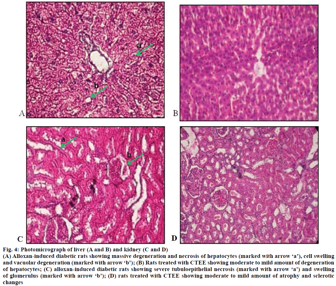 IJPS-Photomicrograph