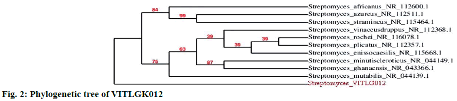 IJPS-Phylogenetic-tree