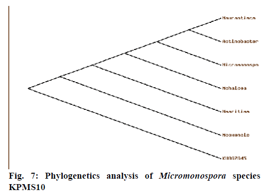 IJPS-Phylogenetics-analysis