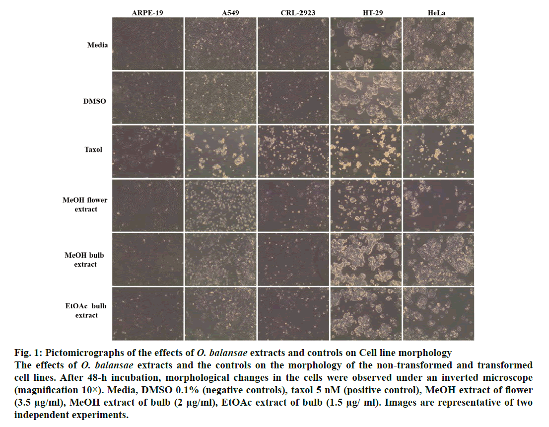 IJPS-Pictomicrographs