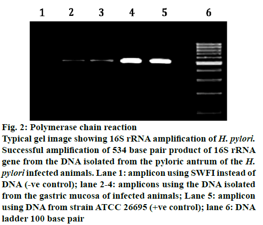 IJPS-Polymerase-chain-reaction