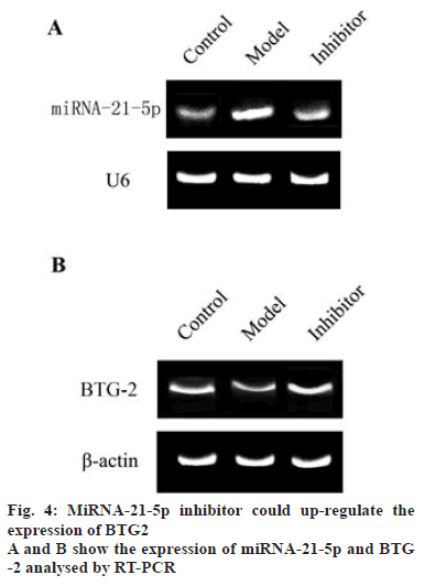 IJPS-RT-PCR