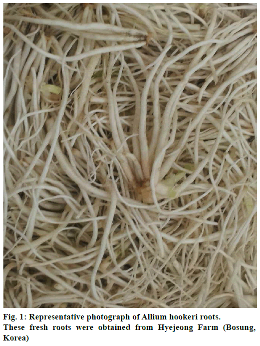 IJPS-Representative-photograph-Allium-hookeri