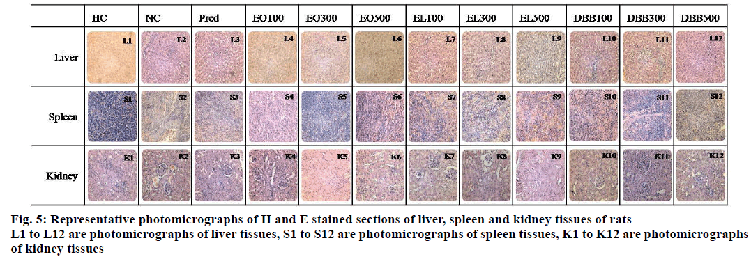 IJPS-Representative-photomicrographs