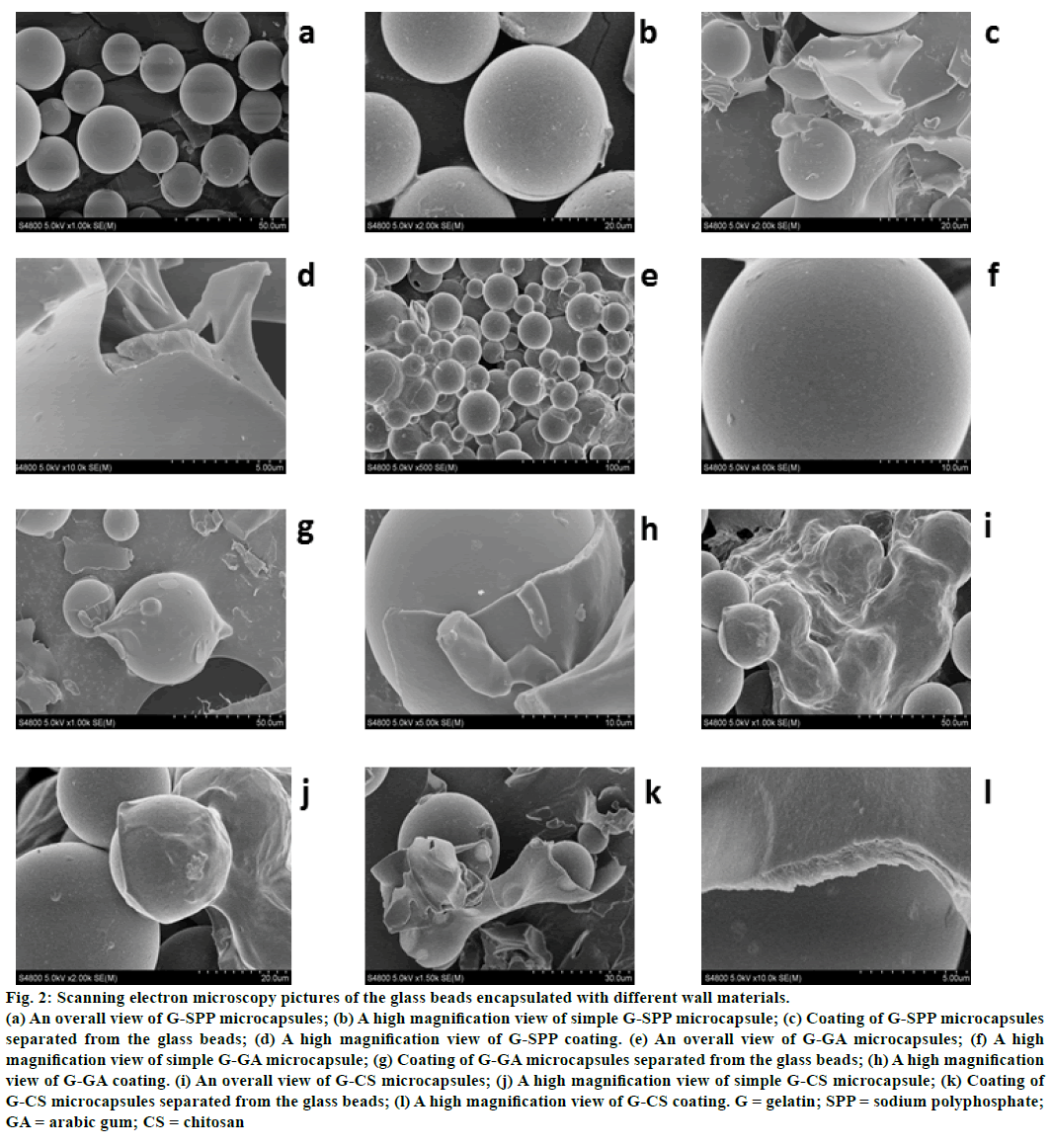 IJPS-Scanning-electron-microscopy