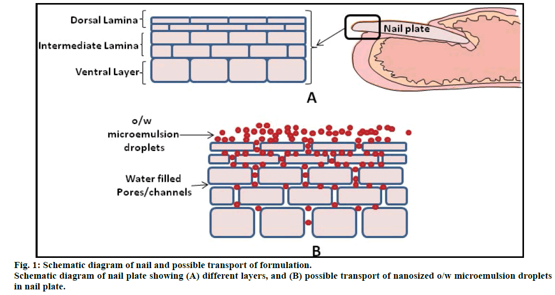 IJPS-Schematic-diagram