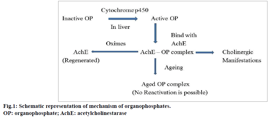 IJPS-Schematic-representation