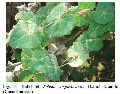 IJPS-Solena-amplexicaulis-Gandhi