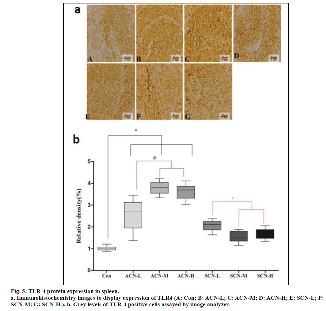 IJPS-TLR-4-protein-expression