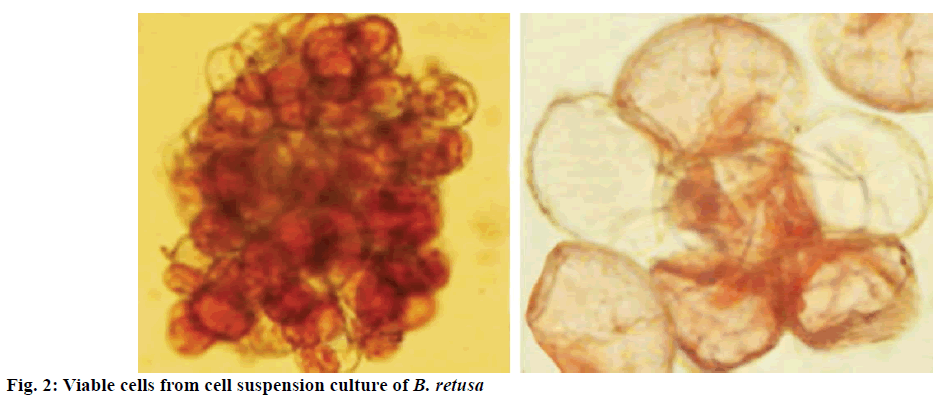 IJPS-Viable-cells