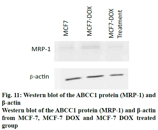 IJPS-Western-blot