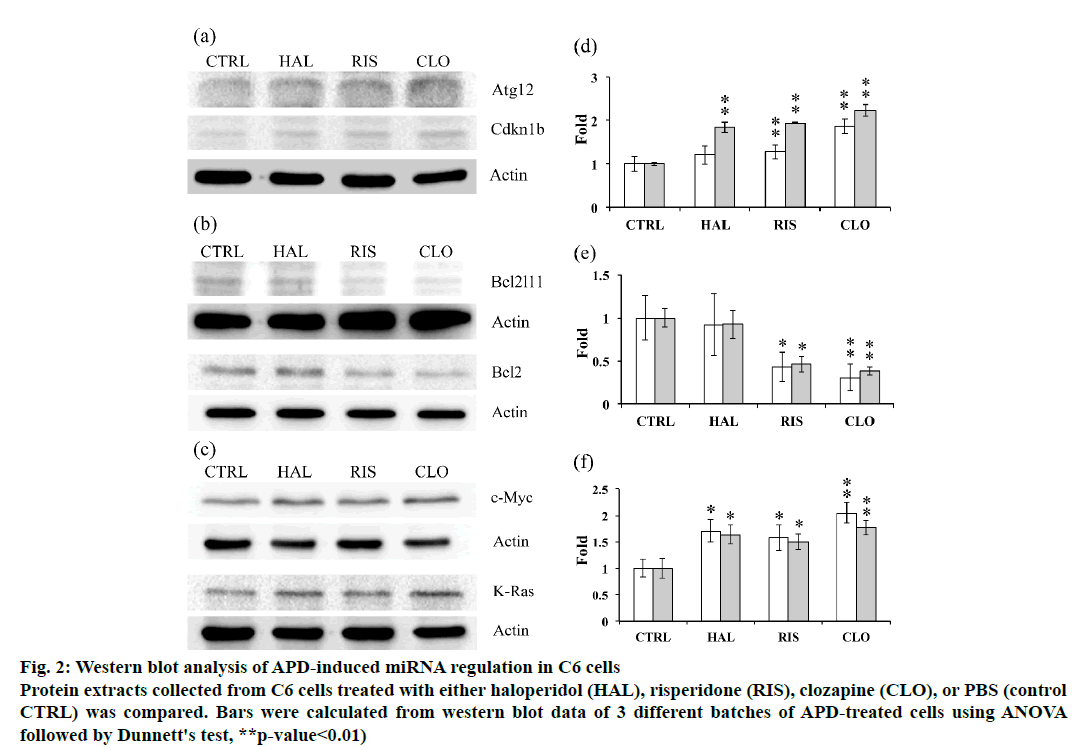 IJPS-Western-blot