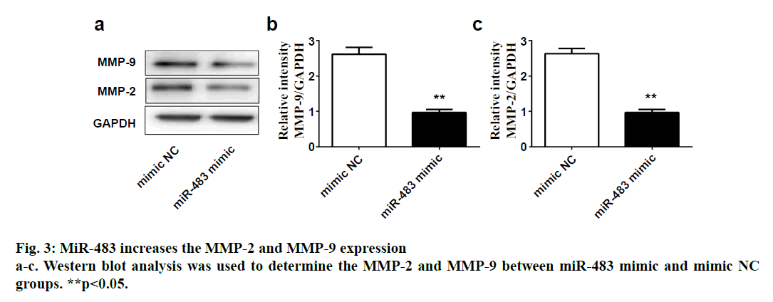 IJPS-Western-blot