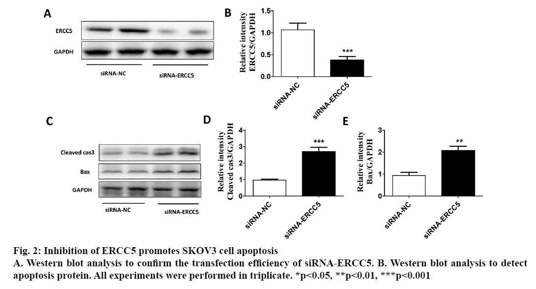 IJPS-Western-blot