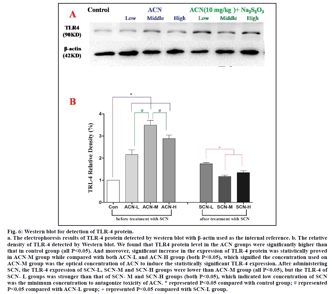 IJPS-Western-blot-detection