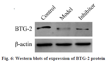 IJPS-Western-blots