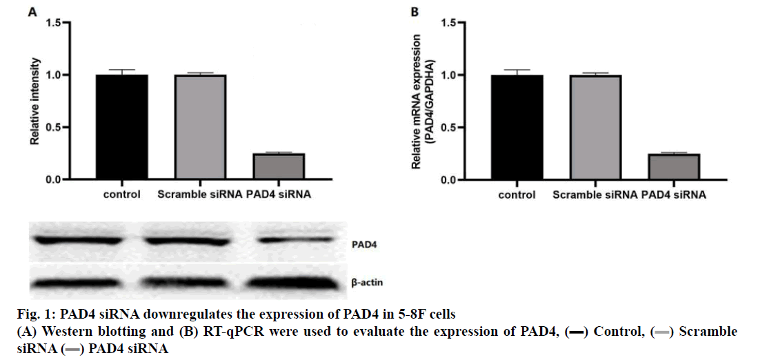 IJPS-Western-blotting