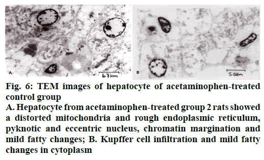 IJPS-acetaminophen-treated-group