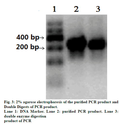 IJPS-agarose-electrophoresis