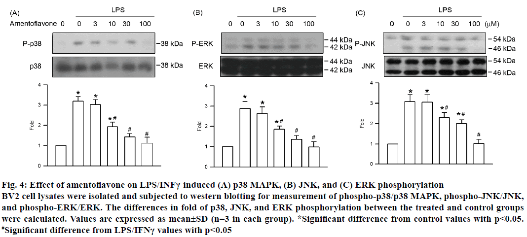 IJPS-amentoflavone-LPS