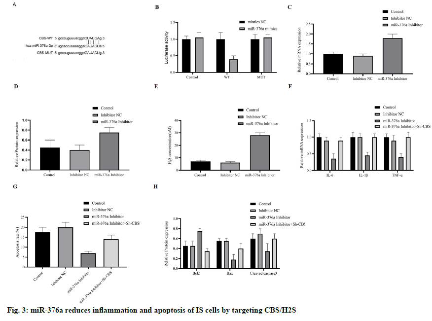 IJPS-apoptosis