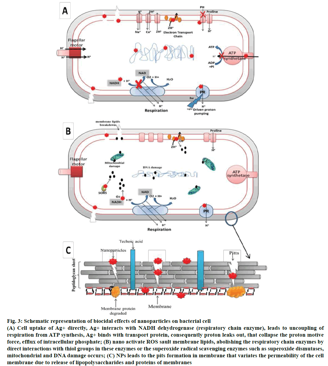 IJPS-biocidal-effects-nanoparticles