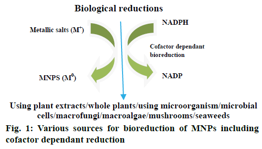 IJPS-bioreduction-MNPs-including